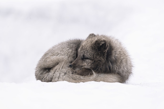 Biały i szary lis leżący na zaśnieżonej ziemi w ciągu dnia