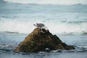 Bezpłatne zdjęcie biały i szary mewa na szczycie formacji skalnej na falującym morzu