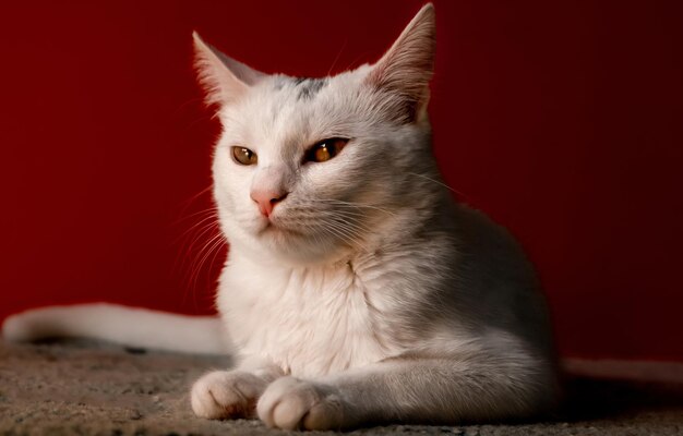 Biały kot domowy robi zrzędliwą twarz przed kamerą na czerwonym tle