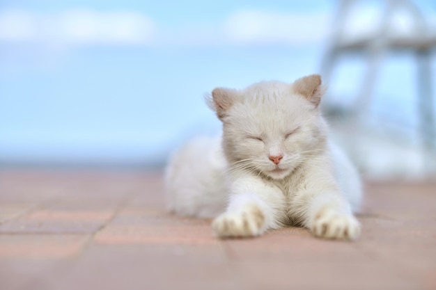 Biały kot leżący z zamkniętymi oczami