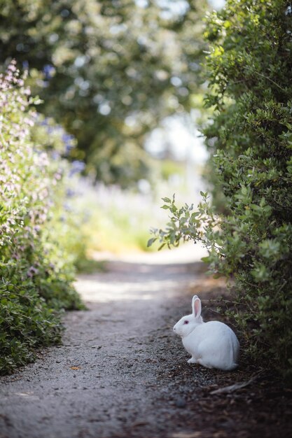 Biały królik obok roślin