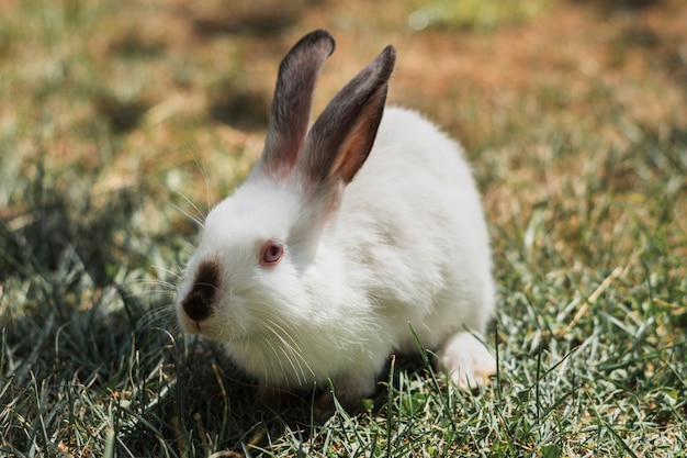 Biały królik z szarymi latami siedzi na trawie