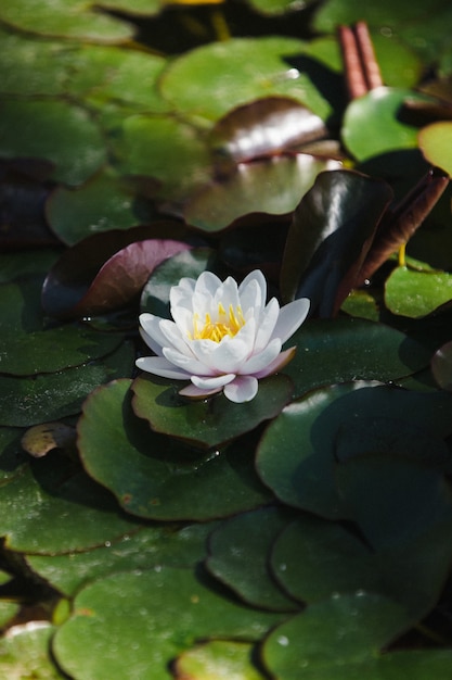 Biały kwiat lotosu na wodzie