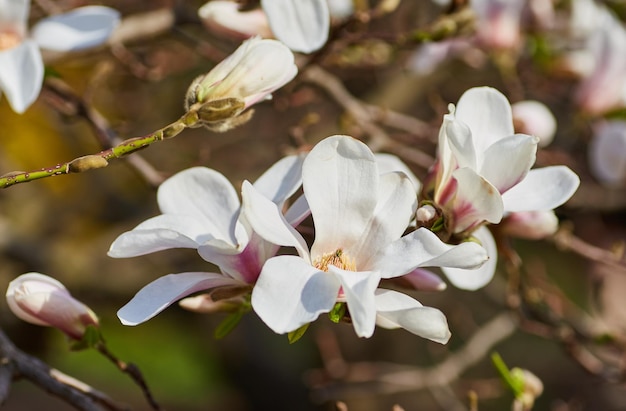 Biały kwiat magnolii