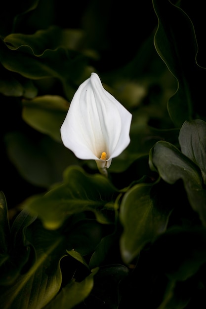 Biały kwiat płatkowy