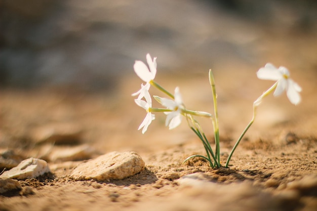 Biały kwiat rosnący na ziemi w ciągu dnia