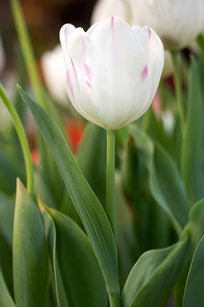 Biały kwiat tulipanów