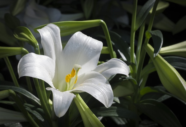 Biały kwiat w ciągu dnia