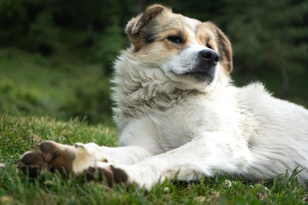 Biały pies himalajski odpoczynku w środowisku naturalnym