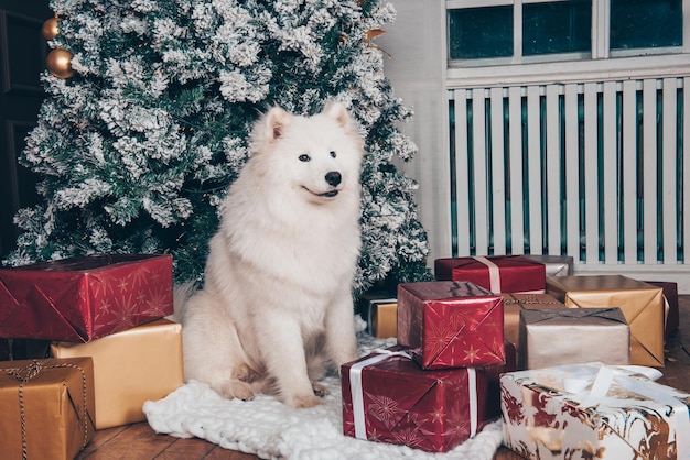 Biały pies samoyed z pudełkami prezentowymi na nowy rok