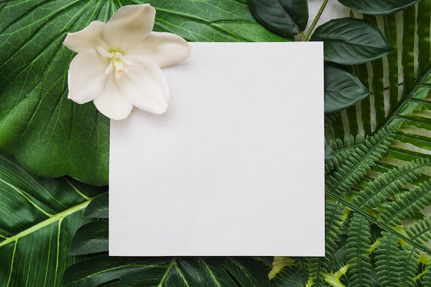 Biały świeży kwiat na białym papierze nad typem zielonych liści