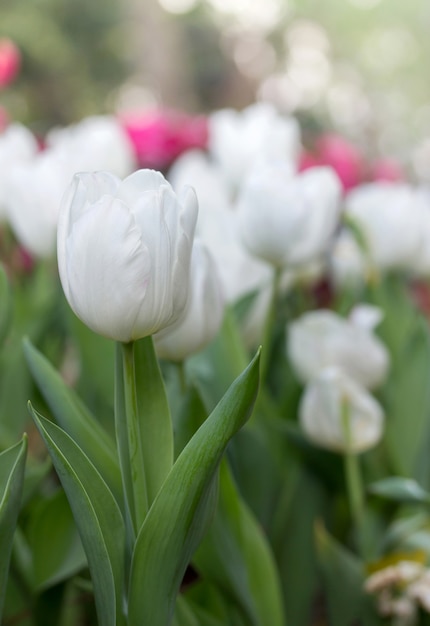 Biały tulipan kwiat w ogrodzie