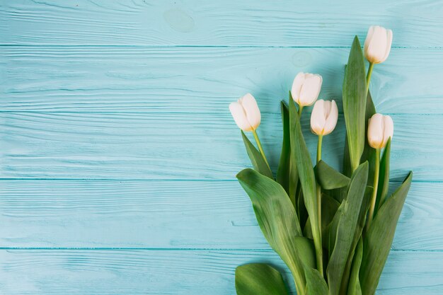 Biały tulipan kwitnie na błękitnym drewnianym stole
