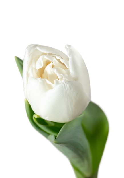 Biały. Zamknij się piękny świeży tulipan na białym tle. Miejsce na reklamę. Organiczny, kwiatowy, wiosenny nastrój, delikatne i głębokie kolory płatków i liści. Wspaniały i chwalebny.