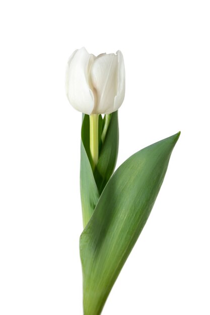Biały. Zbliżenie piękny świeży tulipan na białym tle.