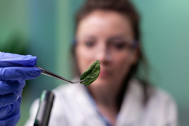 Biochemik naukowiec kobieta trzyma próbkę liścia analizując genetycznie zmodyfikowane rośliny organiczne podczas biochemicznego eksperymentu medycznego w laboratorium mikrobiologicznym. Lekarz botanik patrzący na roślinę gmo