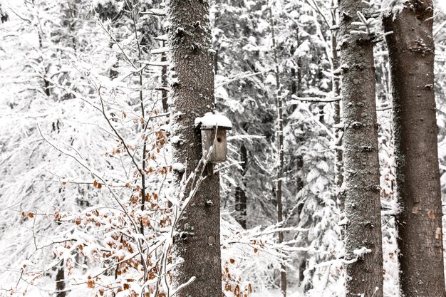 Birdhouse na śnieżnym drzewie