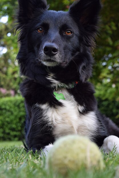 Black Schipperke leży na ziemi pokrytej zielenią z drzewami na rozmytym tle