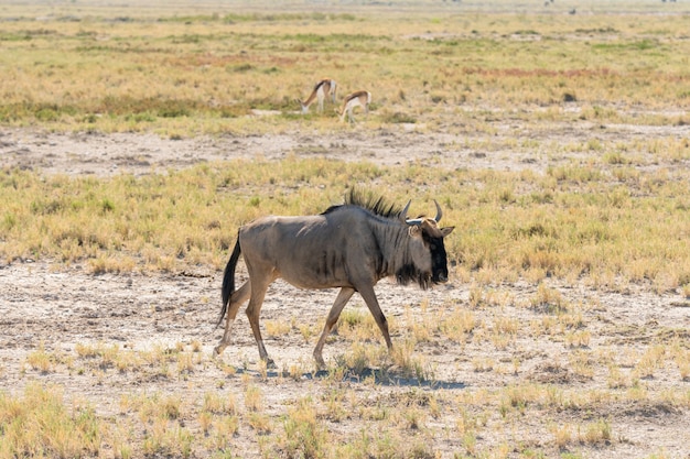 Bezpłatne zdjęcie błękitny wildebeest przy waterhole, okaukuejo, etosha park narodowy, namibia