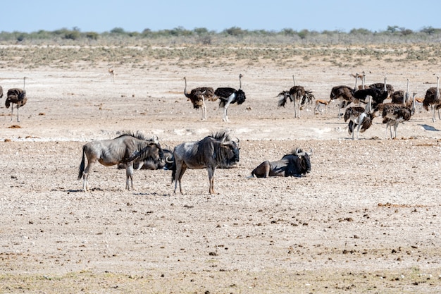 Błękitny Wildebeest przy waterhole, Okaukuejo, Etosha park narodowy, Namibia