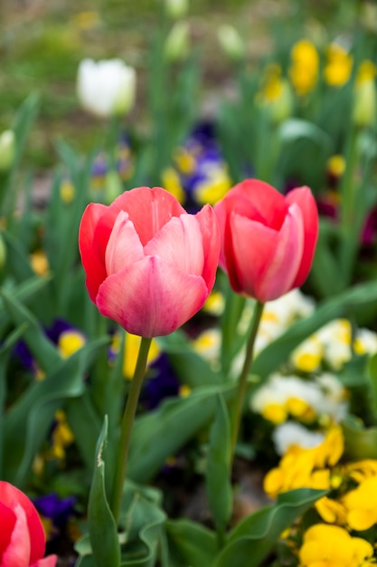 bliska czerwony tulipan w ogrodzie