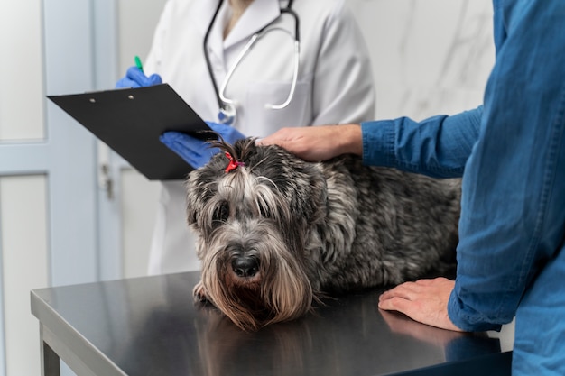 Bliska lekarz sprawdzający psa
