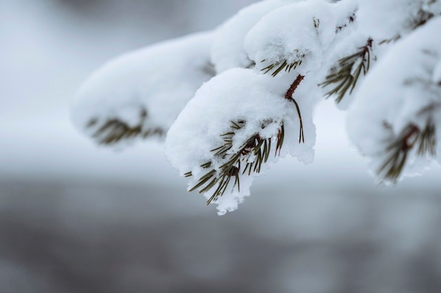 Bliska ośnieżonych drzew w Parku Narodowym Riisiunturi, Finlandia