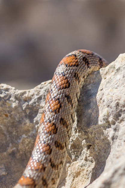 Bliska strzał łusek dorosłego węża lamparta lub europejskiego ratsnake, Zamenis situla, na Malcie