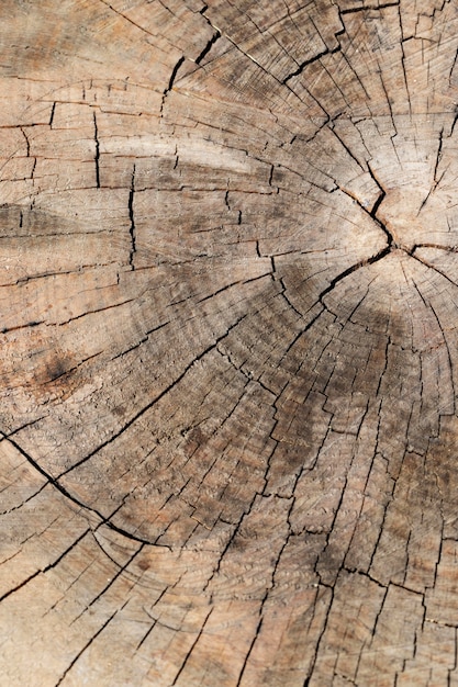 Bliska tekstura drewna