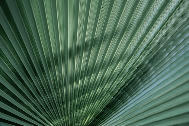 Bezpłatne zdjęcie bliska tekstury zielonych liści, proste linie. tło zielony liść palmy, pełna klatka.