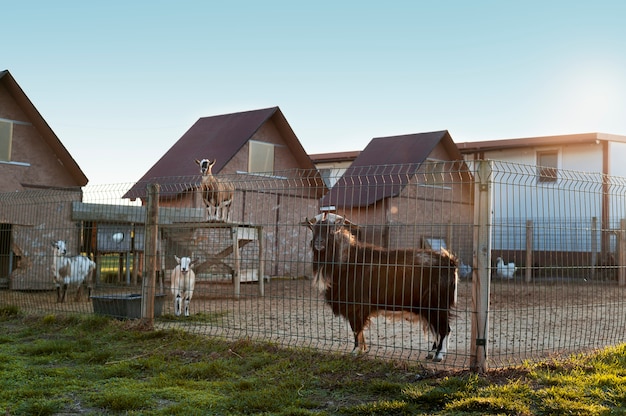 Bezpłatne zdjęcie bliska wiejskie gospodarstwo hodowlane kóz