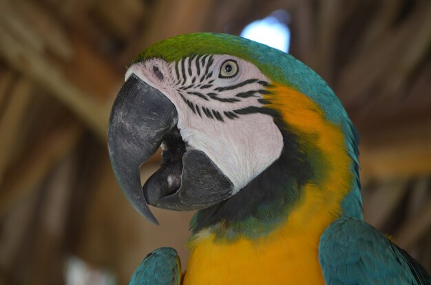 Bliższe spojrzenie na twarz niebiesko-złotego ptaka ara.