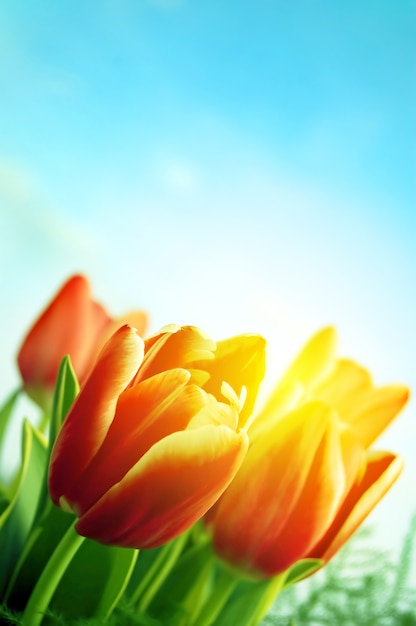 Bezpłatne zdjęcie blooming tulipanów w plenerze