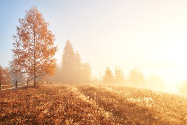 Błyszczące drzewo na zboczu wzgórza ze słonecznymi belkami w górskiej dolinie pokrytej mgłą.
