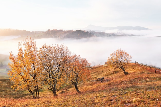 Błyszczące drzewo na zboczu wzgórza ze słonecznymi belkami w górskiej dolinie pokrytej mgłą.