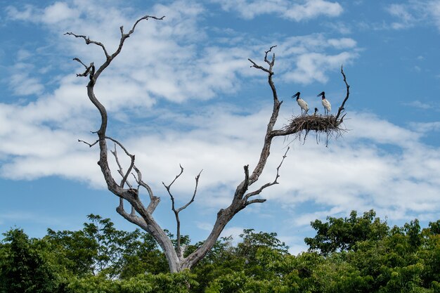 Bocian Jabiru na gnieździe wysoko na suchym drzewie w brazylijskim Pantanal