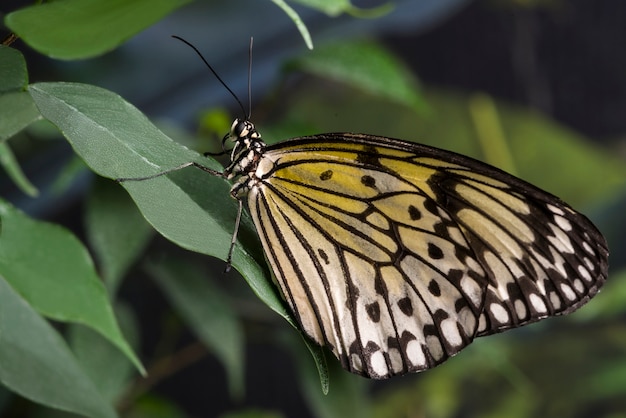 Bocznego widoku żółty motyl na liściu
