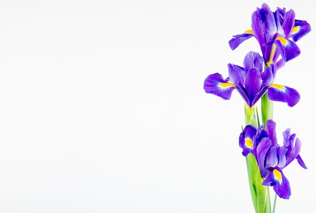 Boczny widok ciemne purpury barwi irysowych kwiaty odizolowywających na białym tle z kopii przestrzenią
