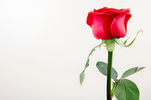 Boczny widok czerwonego koloru róża odizolowywająca na białym tle z kopii przestrzenią