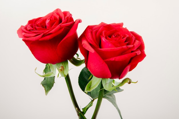 Boczny widok czerwonego koloru róże odizolowywać na białym tle