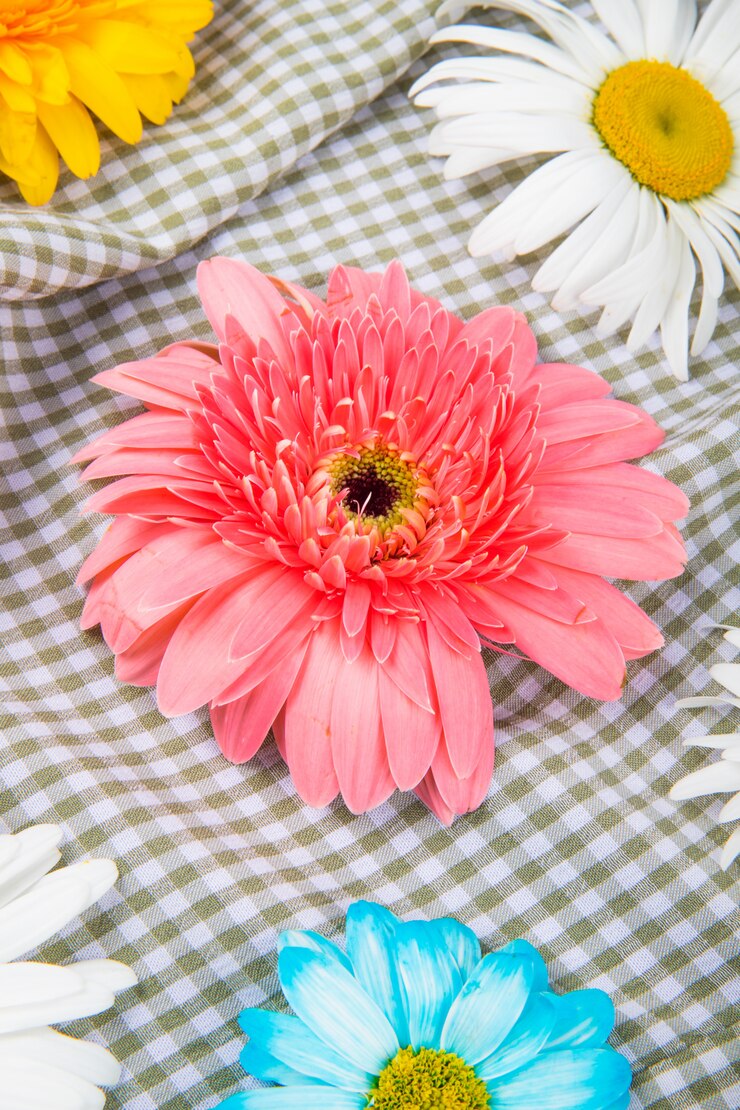 Bezpłatny plik Zdjęcie boczny widok kolorowy gerbera kwitnie z stokrotką kwitnie na szkockiej kraty tkaniny tle