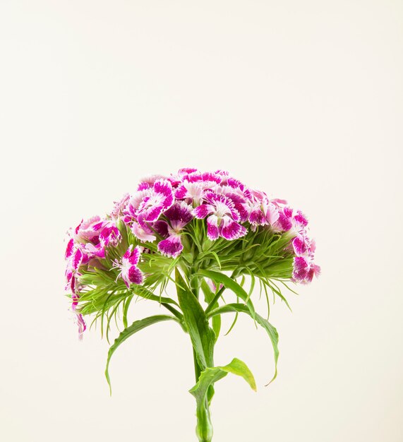 Boczny widok purpury barwi słodkiego William lub tureckiego goździka kwiatu odizolowywającego na białym tle