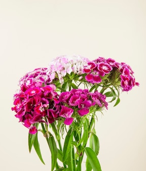 Boczny widok purpury barwi słodkiego william lub tureckiego goździka kwiaty odizolowywających na białym tle
