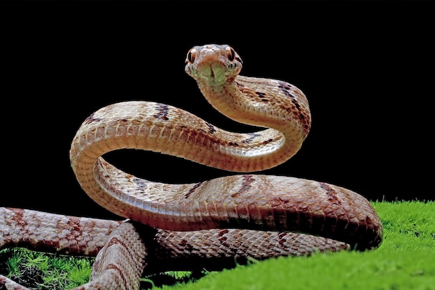 Bezpłatne zdjęcie boiga cynodon wąż na mchu z czarnym tłem boiga cynodon zbliżenie węża