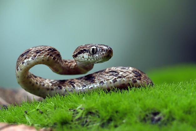 Bezpłatne zdjęcie boiga multo maculata zbliżenie węża na gałęzi boiga multo maculata zbliżenie