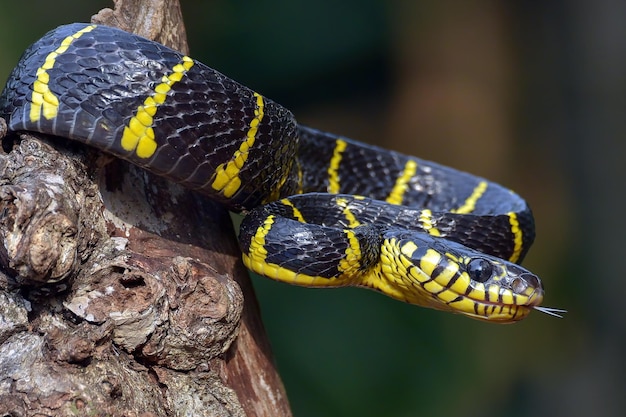 Boiga snake dendrophila żółty obrączkowany na drewnie