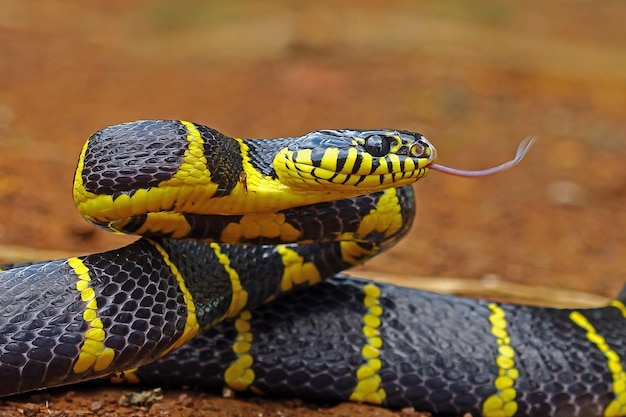 Bezpłatne zdjęcie boiga wąż dendrophila żółty obrączkowany głowa boiga dendrophila zbliżenie zwierząt atak zwierząt