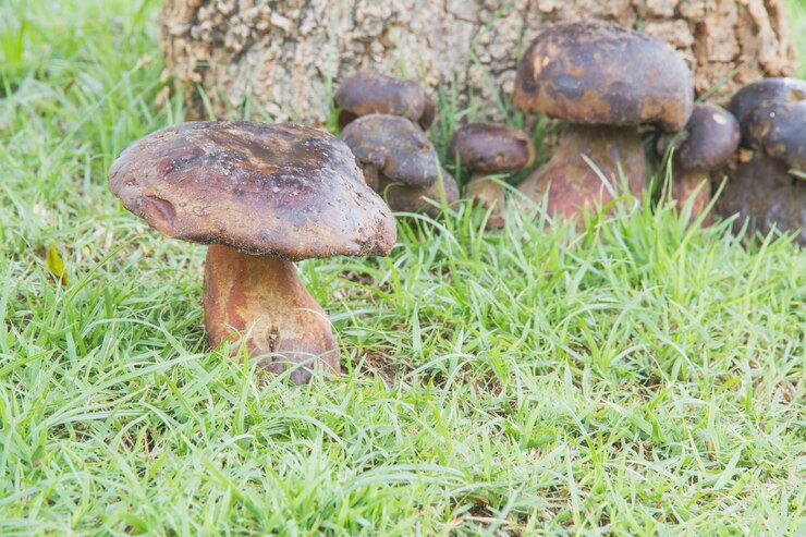 Bezpłatny plik Zdjęcie bolete