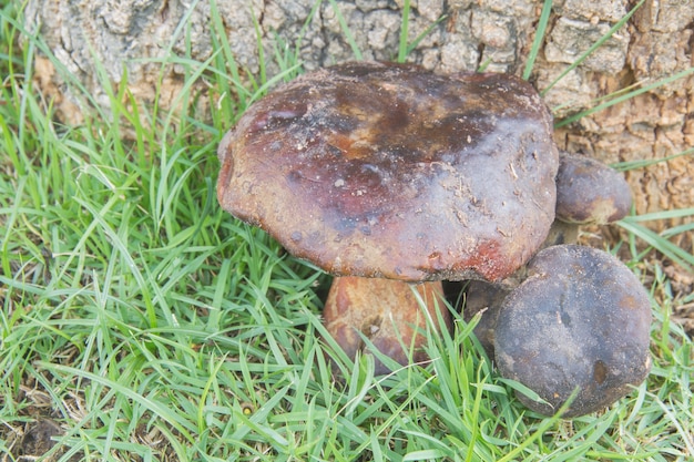 Bezpłatne zdjęcie bolete