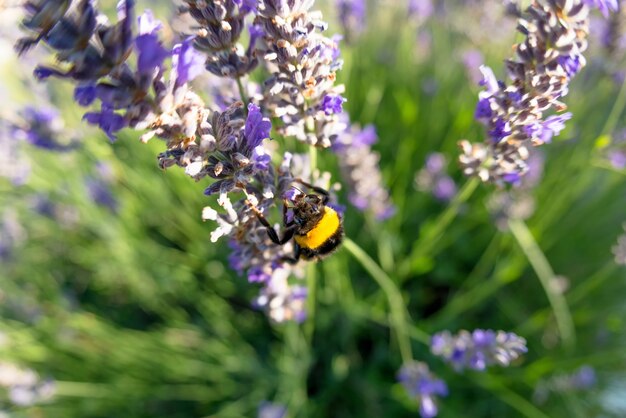 Bombus terrestris i kwiat lawendy